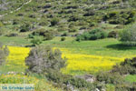 Bij Aghios Fokas | Skyros Griekenland foto 22 - Foto van De Griekse Gids