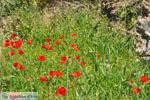 Klaprozen auf Skyros | Skyros Griechenland - Foto GriechenlandWeb.de