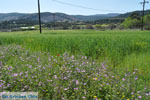 Foto Skyros Sporaden GriechenlandWeb - Foto GriechenlandWeb.de