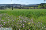 Bloemen auf Skyros | Skyros Griechenland foto12 - Foto GriechenlandWeb.de