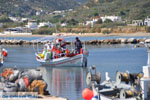 Haventje bij Magazia | Skyros Griekenland foto 3 - Foto van De Griekse Gids