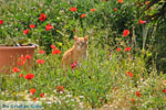 Kat bij Molos en Magazia bij Skyros stad | Skyros Griekenland foto 1 - Foto van De Griekse Gids