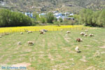 Foto Skyros Sporaden GriechenlandWeb - Foto GriechenlandWeb.de