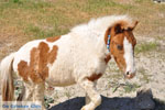 Aspous | Skyros Griekenland 6 - Foto van De Griekse Gids