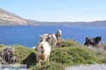 Geiten bij Kalamitsa | Skyros Griekenland foto 1 - Foto van De Griekse Gids