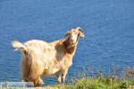 Geiten bij Kalamitsa | Skyros Griekenland foto 2 - Foto van De Griekse Gids