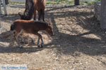 Dwergpaard Skyros | Griechenland foto 2 - Foto GriechenlandWeb.de