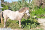 Dwergpaard Skyros | Griekenland foto 4 - Foto van De Griekse Gids