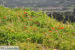 Bloemen auf Skyros Agios Dimitrios Skyros - Foto GriechenlandWeb.de