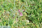 Wilde bloem bij Agios Dimitrios | Binnenland Skyros foto 1 - Foto van De Griekse Gids