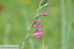 Wilde bloem bij Agios Dimitrios | Binnenland Skyros foto 2 - Foto van De Griekse Gids