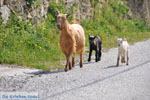 Geitjes auf Skyros | Binnenland Skyros - Foto GriechenlandWeb.de