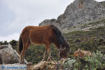 Wilde dwergpaarden in het zuiden van Skyros | foto 1 - Foto van De Griekse Gids