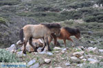 GriechenlandWeb Wilde dwergpaarden in het zuiden van Skyros | foto 4 - Foto GriechenlandWeb.de