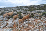 Schapen in het zuiden van Skyros | foto 5 - Foto van De Griekse Gids