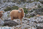 Schapen in het zuiden van Skyros | foto 6 - Foto GriechenlandWeb.de