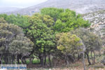 Skyriaanse bomen | Zuid-Skyros - Foto GriechenlandWeb.de