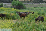 Wilde dwergpaarden Skyros | Griekenland 1 - Foto van De Griekse Gids