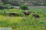 Foto Skyros Sporaden GriechenlandWeb.de - Foto GriechenlandWeb.de