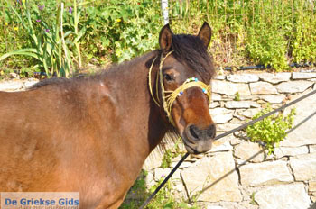 Paard in Aspous | Skyros Griekenland - Foto van https://www.grieksegids.nl/fotos/skyros/normaal/skyros-grieksegids-015.jpg