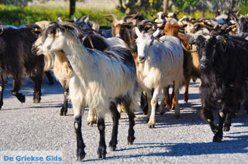 Geiten op Skyros | Skyros Griekenland foto 1 - Foto van https://www.grieksegids.nl/fotos/skyros/normaal/skyros-grieksegids-017.jpg