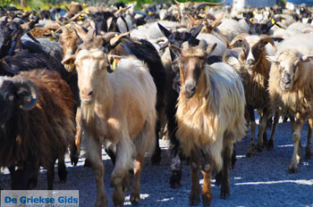 Geiten op Skyros | Skyros Griekenland foto 2 - Foto van https://www.grieksegids.nl/fotos/skyros/normaal/skyros-grieksegids-018.jpg