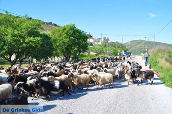 Geiten op Skyros | Skyros Griekenland foto 3 - Foto van https://www.grieksegids.nl/fotos/skyros/normaal/skyros-grieksegids-019.jpg