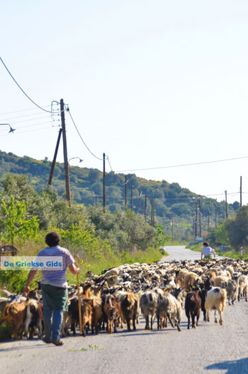 Geiten op Skyros | Skyros Griekenland foto 4 - Foto van https://www.grieksegids.nl/fotos/skyros/normaal/skyros-grieksegids-020.jpg