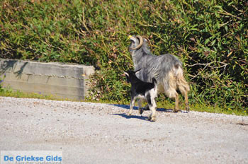 Geitjes bij Pefkos | Skyros Griekenland foto 1 - Foto van https://www.grieksegids.nl/fotos/skyros/normaal/skyros-grieksegids-026.jpg