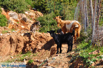 Geitjes bij Pefkos | Skyros Griekenland foto 2 - Foto van https://www.grieksegids.nl/fotos/skyros/normaal/skyros-grieksegids-027.jpg