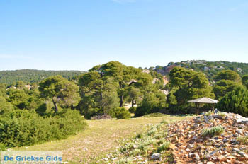 Natuur bij Agios Panteleimon | Skyros foto 8 - Foto van https://www.grieksegids.nl/fotos/skyros/normaal/skyros-grieksegids-036.jpg