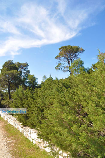 Bossen  bij Agios Panteleimon | Skyros Griekenland foto 1 - Foto van https://www.grieksegids.nl/fotos/skyros/normaal/skyros-grieksegids-041.jpg