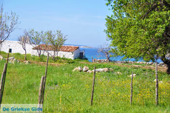 Bij Aghios Fokas | Skyros Griekenland foto 6 - Foto van https://www.grieksegids.nl/fotos/skyros/normaal/skyros-grieksegids-059.jpg