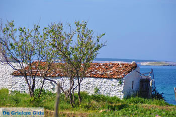 Bij Aghios Fokas | Skyros Griekenland foto 7 - Foto van https://www.grieksegids.nl/fotos/skyros/normaal/skyros-grieksegids-060.jpg