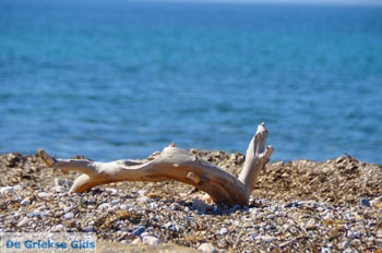 Bij Aghios Fokas | Skyros Griekenland foto 14 - Foto van https://www.grieksegids.nl/fotos/skyros/normaal/skyros-grieksegids-067.jpg