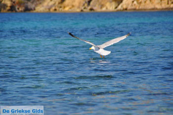 Bij Aghios Fokas | Skyros Griekenland foto 18 - Foto van https://www.grieksegids.nl/fotos/skyros/normaal/skyros-grieksegids-071.jpg