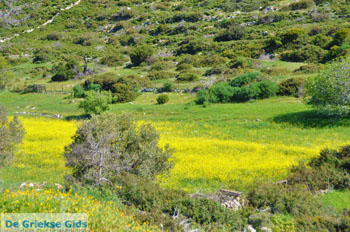 Bij Aghios Fokas | Skyros Griekenland foto 22 - Foto van https://www.grieksegids.nl/fotos/skyros/normaal/skyros-grieksegids-075.jpg