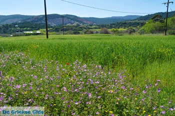 Bloemen op Skyros | Skyros Griekenland foto12 - Foto van https://www.grieksegids.nl/fotos/skyros/normaal/skyros-grieksegids-096.jpg