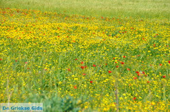 Bloemenzee op Skyros | Skyros Griekenland foto13 - Foto van https://www.grieksegids.nl/fotos/skyros/normaal/skyros-grieksegids-097.jpg