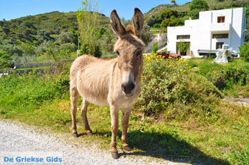 Skyros stad | Skyros Griekenland foto 3 - Foto van https://www.grieksegids.nl/fotos/skyros/normaal/skyros-grieksegids-100.jpg
