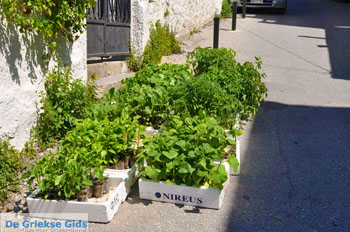 Skyros stad | Skyros Griekenland 1 - Foto van https://www.grieksegids.nl/fotos/skyros/normaal/skyros-grieksegids-125.jpg