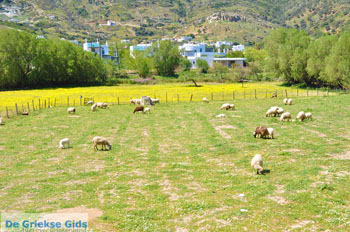 Aspous | Skyros Griekenland 5 - Foto van https://www.grieksegids.nl/fotos/skyros/normaal/skyros-grieksegids-155.jpg
