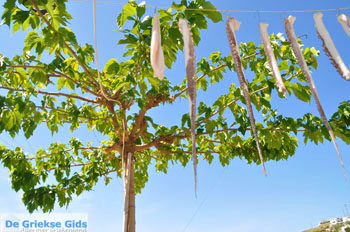 Linaria | Skyros Griekenland 16 - Foto van https://www.grieksegids.nl/fotos/skyros/normaal/skyros-grieksegids-194.jpg