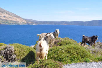 Geiten bij Kalamitsa | Skyros Griekenland foto 1 - Foto van https://www.grieksegids.nl/fotos/skyros/normaal/skyros-grieksegids-200.jpg