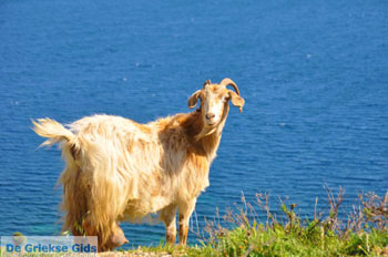 Geiten bij Kalamitsa | Skyros Griekenland foto 2 - Foto van https://www.grieksegids.nl/fotos/skyros/normaal/skyros-grieksegids-201.jpg