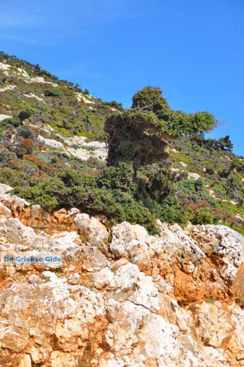 Vanaf Kalamitsa naar Vouno | Het zuiden van Skyros foto 5 - Foto van https://www.grieksegids.nl/fotos/skyros/normaal/skyros-grieksegids-213.jpg