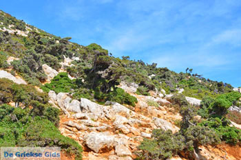 Vanaf Kalamitsa naar Vouno | Het zuiden van Skyros foto 6 - Foto van https://www.grieksegids.nl/fotos/skyros/normaal/skyros-grieksegids-214.jpg