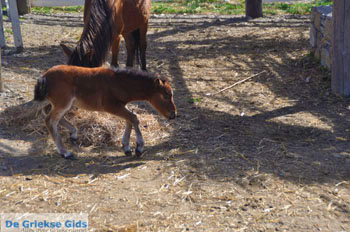 Dwergpaard Skyros | Griekenland foto 2 - Foto van https://www.grieksegids.nl/fotos/skyros/normaal/skyros-grieksegids-219.jpg