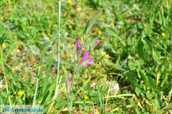 Wilde bloem bij Agios Dimitrios | Binnenland Skyros foto 1 - Foto van https://www.grieksegids.nl/fotos/skyros/normaal/skyros-grieksegids-257.jpg