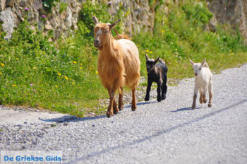 Geitjes op Skyros | Binnenland Skyros - Foto van https://www.grieksegids.nl/fotos/skyros/normaal/skyros-grieksegids-259.jpg